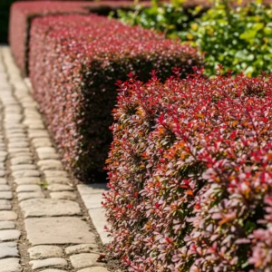 seto bajo de berberis
