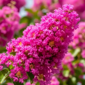 Lagerstroemia flor fucsia