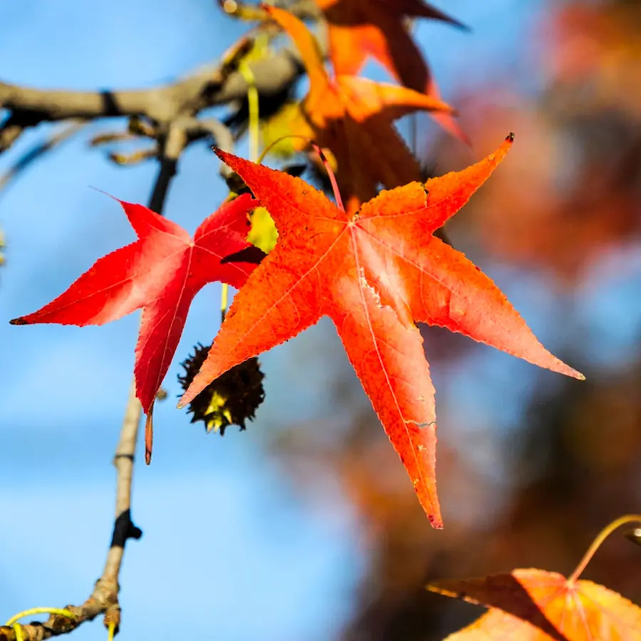 liquidambar detalle hoja en ototño