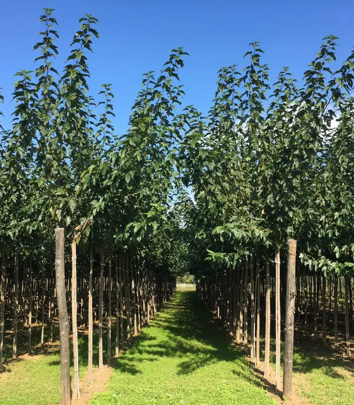 morera sin fruto morus alba fruitless