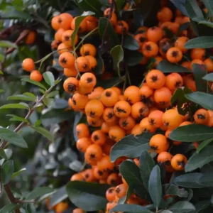 seto de pyracantha