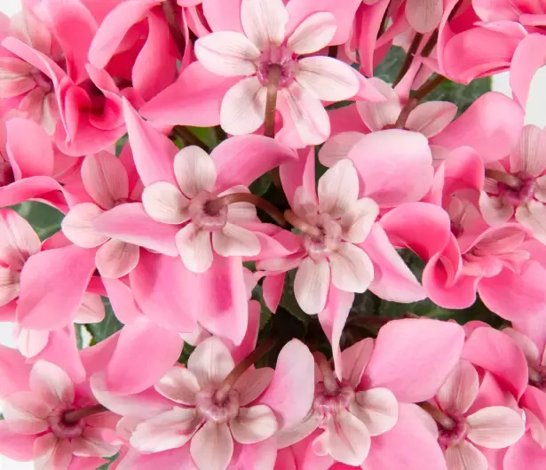 ciclamen djix detalle de flor