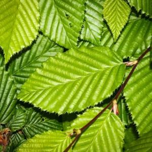Carpinus betula fastigiata hoja