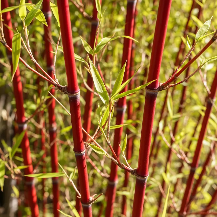 Fargesia jiuzhaigou detalle cañas rojas (1) fargesia jiuzhaigou