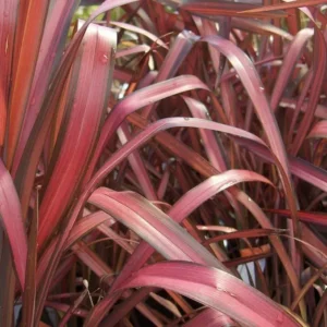 Phormium 'Rainbow Maiden': Un Arcoíris de Color en tu Jardín