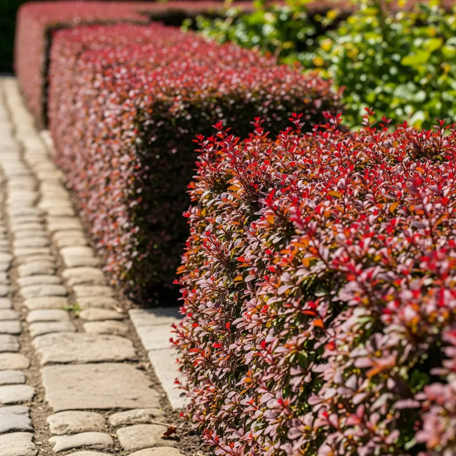 Seto bajo de berberisatropurpurea agracejo purpura seto bajo de berberis