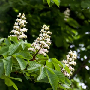 Castaño de Indias (Aesculus hippocastanum): El Árbol Señorial de Flor Blanca