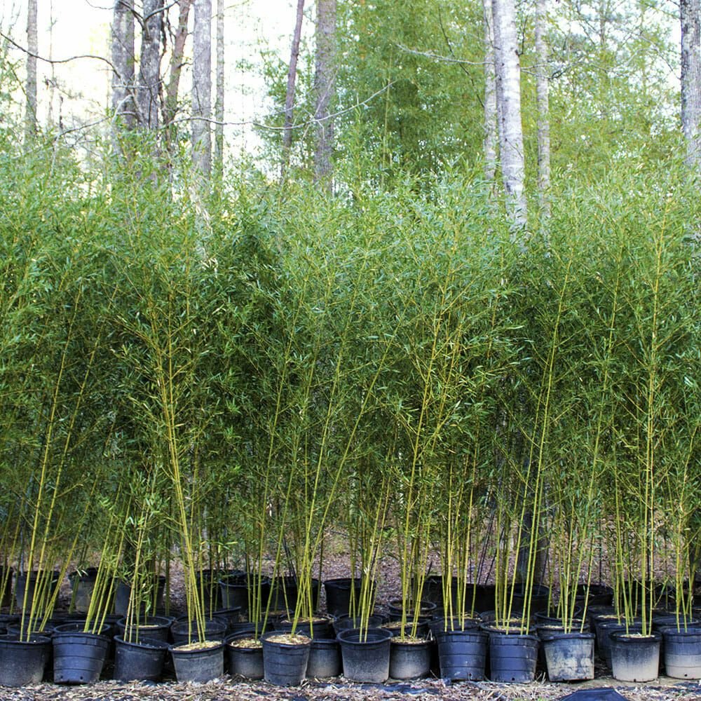 phyllostachys aurea