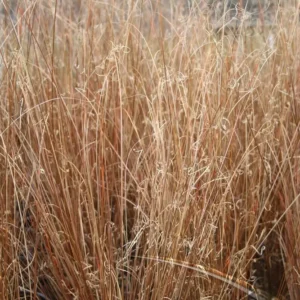 Carex 'Red Rooster': Una Cascada de Color Cobre para tu Jardín