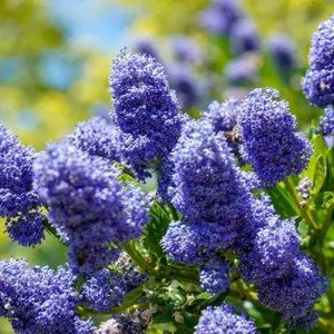 ceanothus tyrsiflora repens