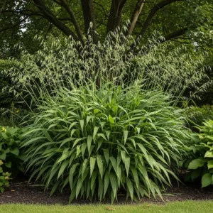 soluciones para la sombra