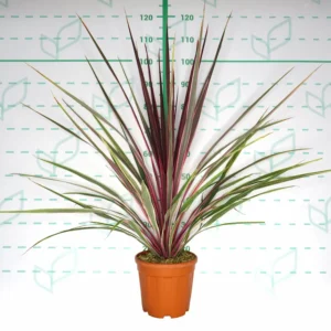 Cordyline 'Can Can'