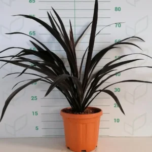 Cordyline 'Renegade'