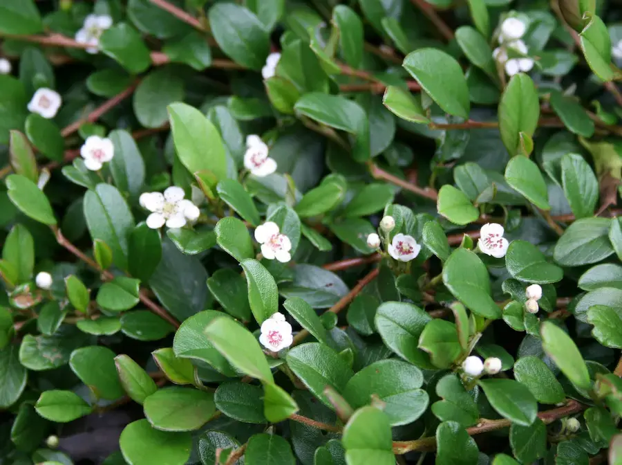 cotoneaster-dammeri-rami (1) cotoneaster rami excelente tapizante en flor