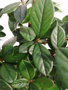 cotoneaster_lacteus_3l_1_ (1) cotoneaster lactea extraordinario para formar setos