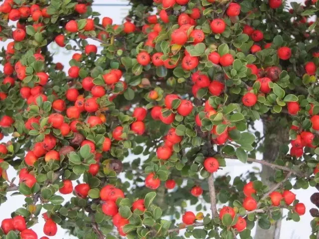 cotoneaster_suecius_coral_beauty (1) cotoneaster coral beauty belleza inigualable con sus bayas
