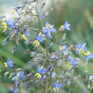 Dianella 'Coolvista'