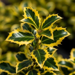 ilex aureomarginata hojas