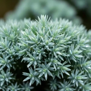 juniperus squamata blue star