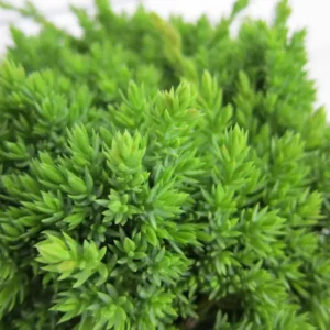 juniperus procumbens nana