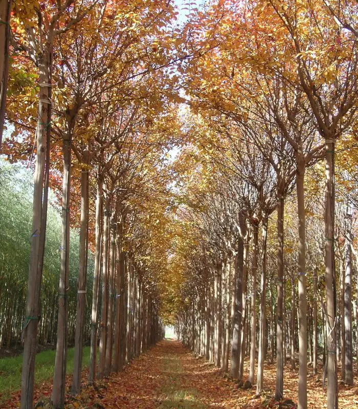 lagerstroemia en otoño