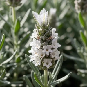Lavanda galactic pearl