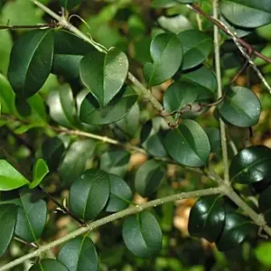 Aligustre del japon ligustrum japonica hoja