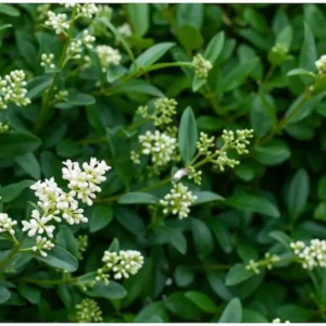 ligustrum ovalifolium detalle hoja y flor