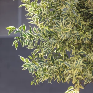 Aligustre Variegado (Ligustrum japonicum 'Variegatum'): El Seto que Ilumina tu Jardín