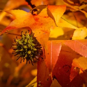 liquidambar styraciflua hoja otoño