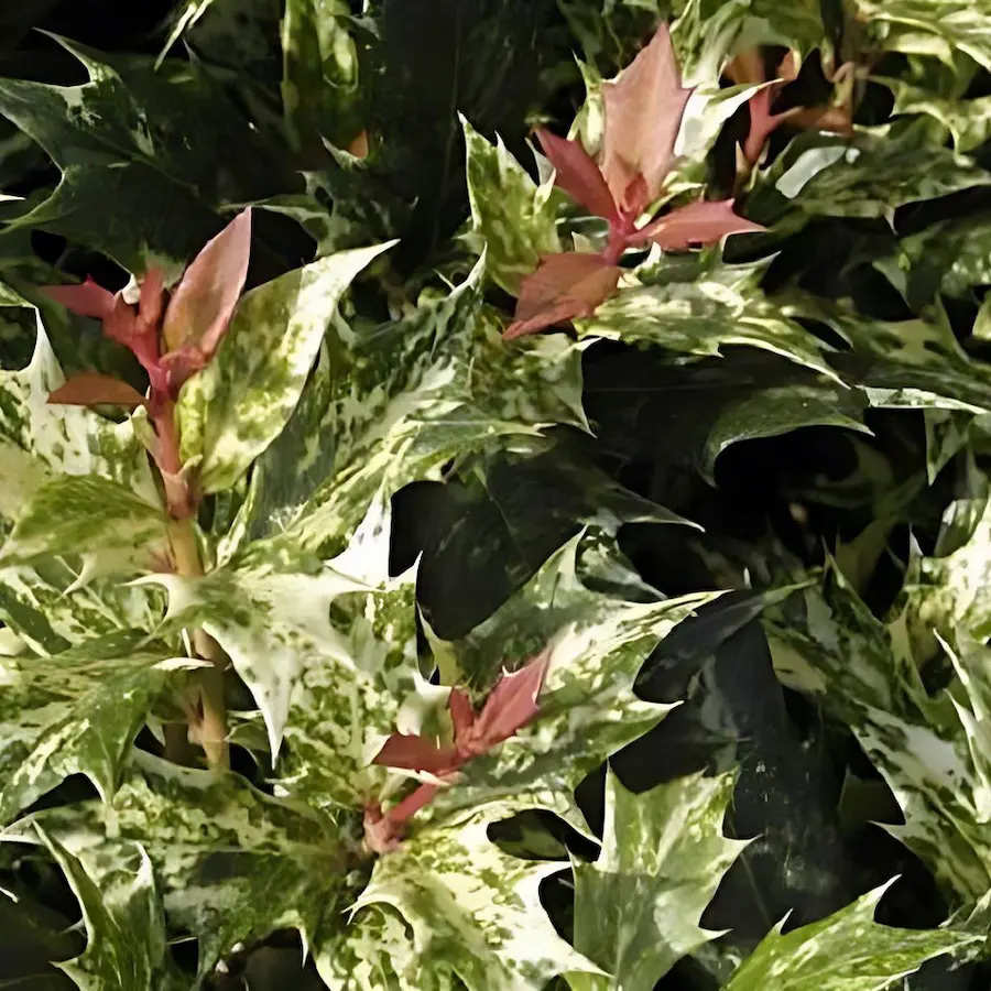 osmanthus tricolo hojas osmanthus tricolor detalle hojas