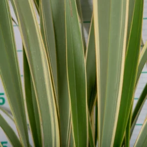 Phormium tenax 'Variegatum': La Luz y la Estructura Clásica