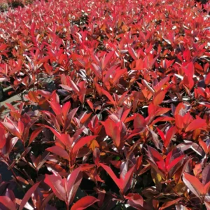 photinia pack