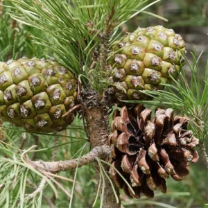 pinus pinea piñas y acículas