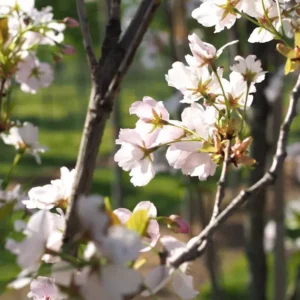 Prunus serrulata amanonawa flor