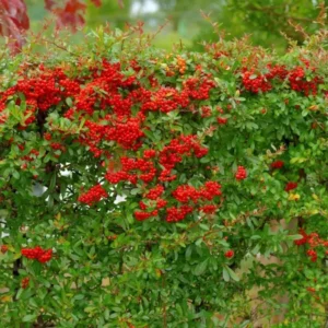 piracanta para seto defensivo