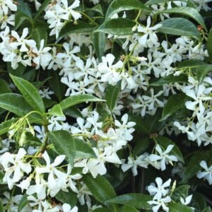 trachelospermum jasminoides falso jazmín