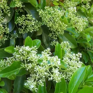 Durillo Brillante (Viburnum lucidum): El Seto de Lujo Perenne