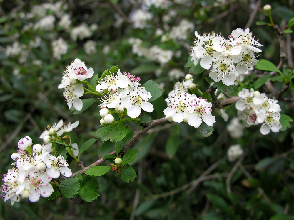 Crataegus_monogyna primer plano