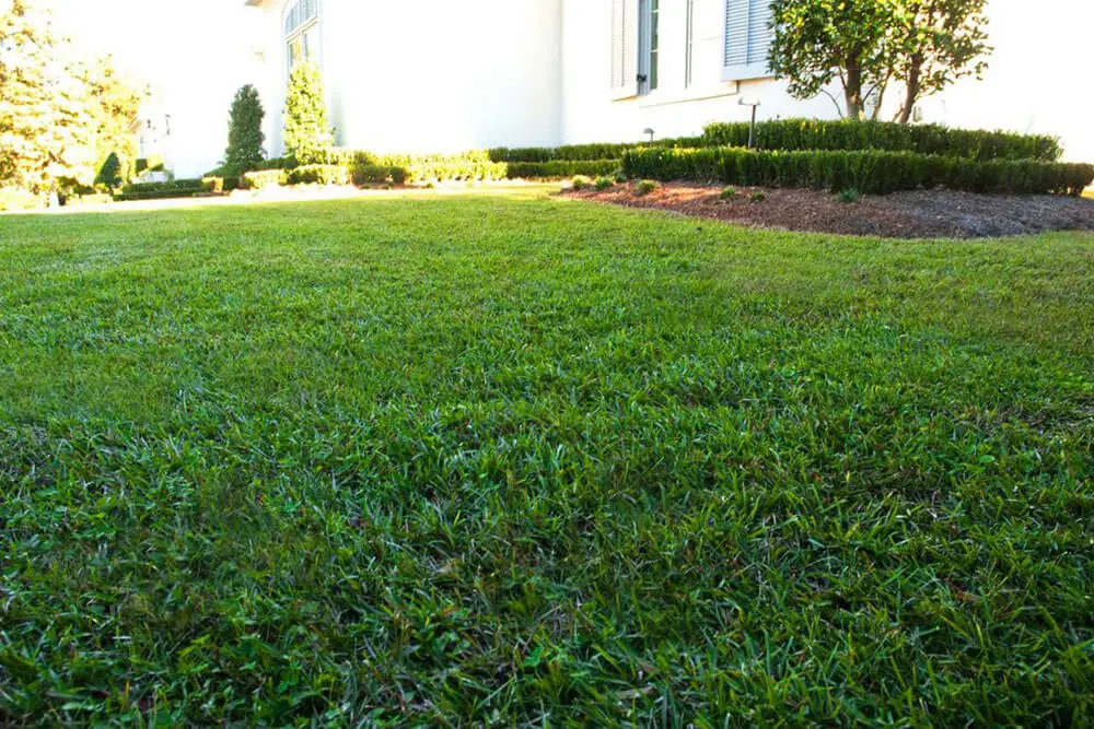 césped bermuda tifway 419 un césped de bajo consumo