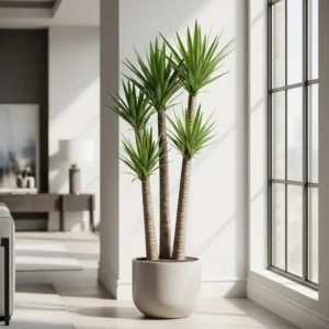 yuca elegans multitronco dando un toque tropical a un rincón del salón