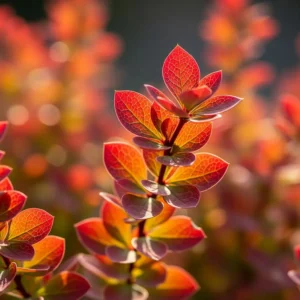 Berberis thunbergii 'Green Carpet' (Agracejo Tapizante)
