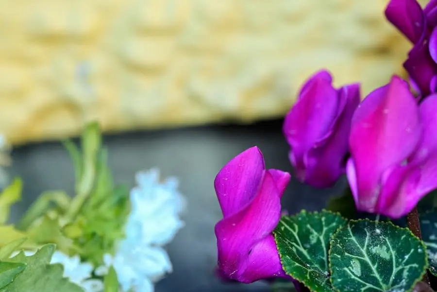 ciclamen color en invierno