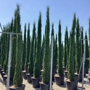 Ciprés stricta italiano en contenedor