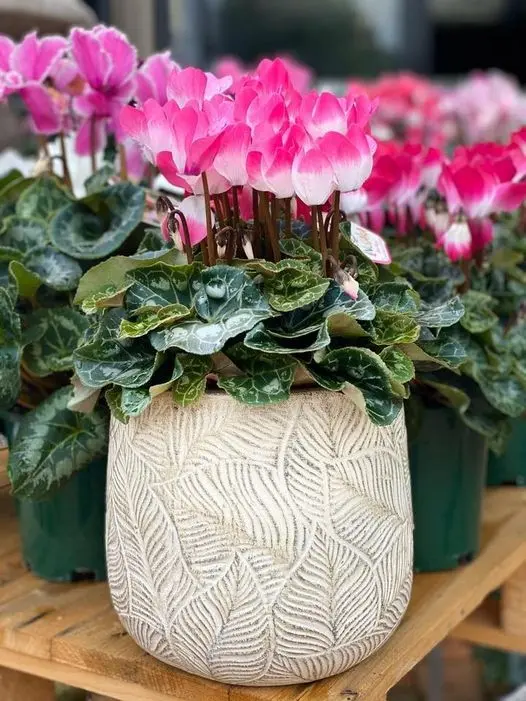 cyclamen indiaka