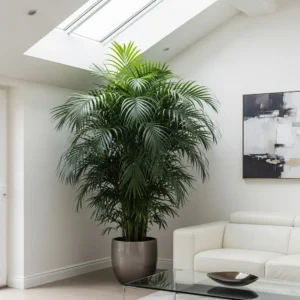 Kentia la reina de las plantas para casa u oficina