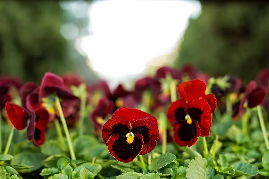 pensamiento 1 pensamiento en maceta de 11 cm.