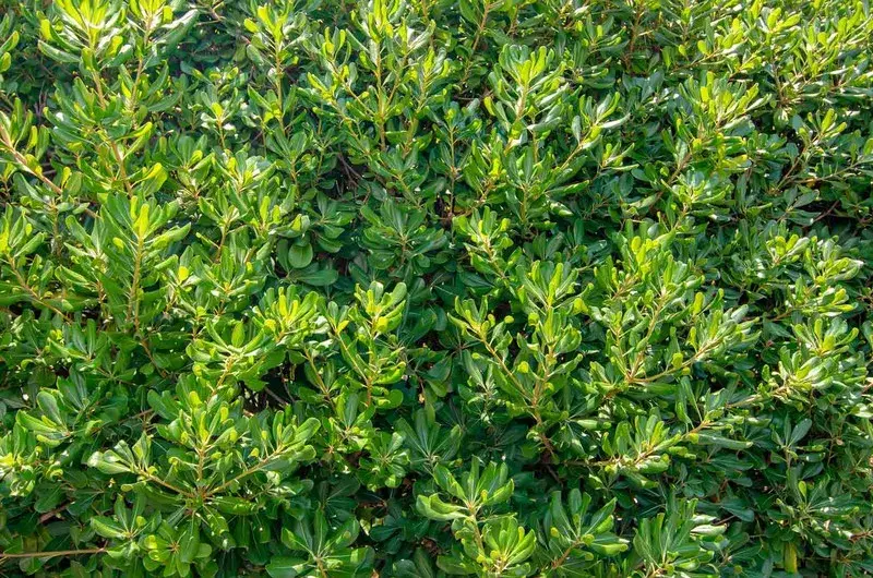 pittosporum tobira seto