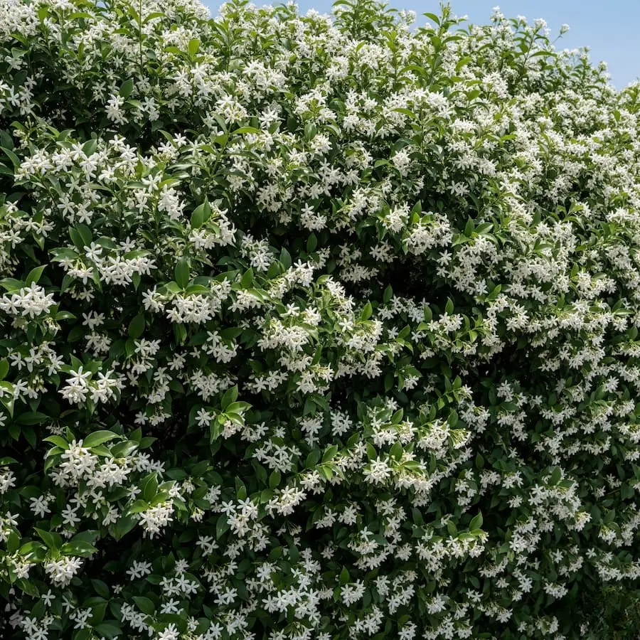 seto florido jazmin (1) seto de jazmín trachelospermum