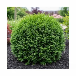 thuja occ. danica